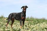 DOBERMANN 596